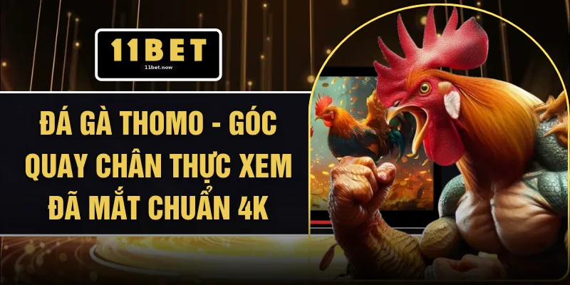 Đá Gà Thomo - Góc Quay Chân Thực Xem Đã Mắt Chuẩn 4K 1 Đá Gà Thomo - Góc Quay Chân Thực Xem Đã Mắt Chuẩn 4K