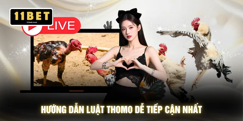 Đá Gà Thomo - Góc Quay Chân Thực Xem Đã Mắt Chuẩn 4K 3 Hướng dẫn luật Thomo dễ tiếp cận nhất