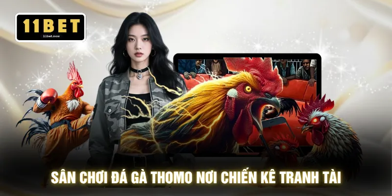 Đá Gà Thomo - Góc Quay Chân Thực Xem Đã Mắt Chuẩn 4K 2 Sân chơi đá gà Thomo nơi chiến kê tranh tài